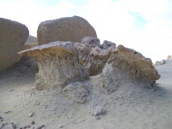 mangrove fossils, valley of the whales